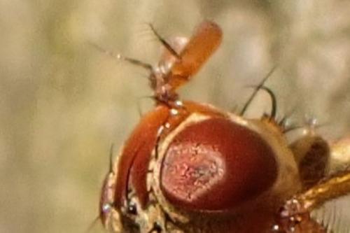 Scathophaga suilla